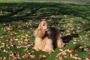 Sawyer in the Fall IMG_5914 (1)